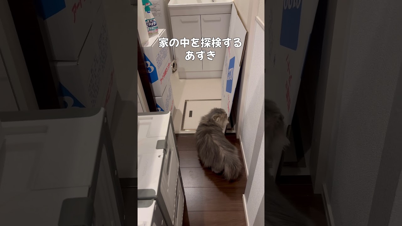 引っ越し準備中のお家を探検するあずきが可愛すぎた！ #猫 #マンチカン #cat