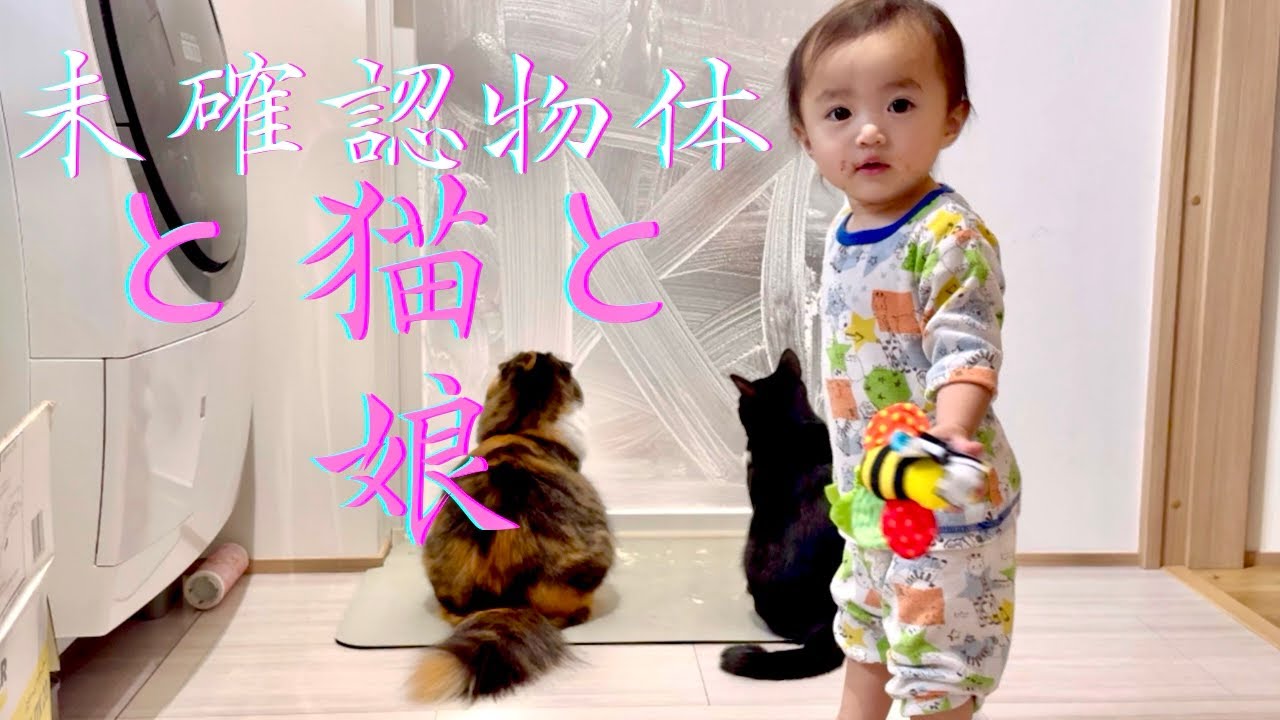 猫と赤ちゃんが気になる動く物体と保護猫初ジャンプーと巻き添いスコティッシュ