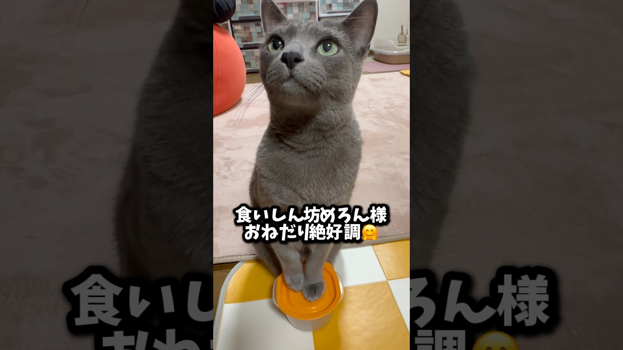 【ロシアンブルー】めろんいつものおねだり〜待たせすぎてちと怒ってる⁇🫢【猫】#shorts