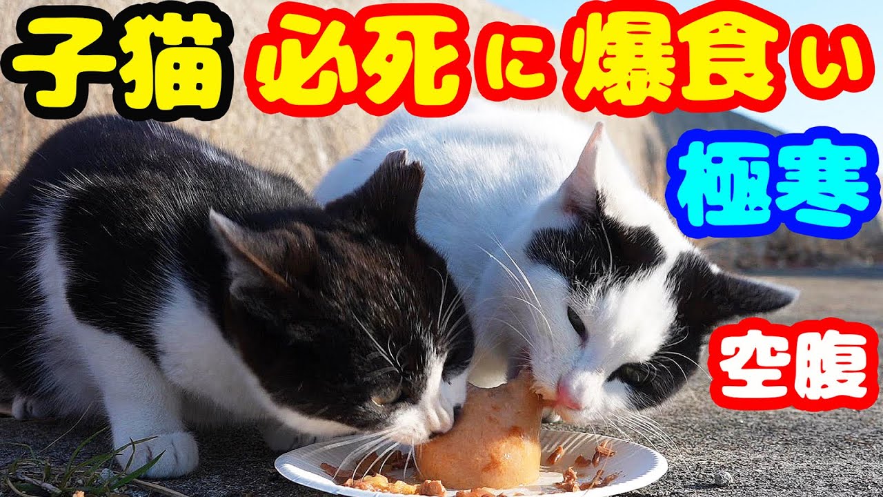 子猫から成猫まで個性豊かな猫たちにご飯をあげたら・・・ さくらねこへの給餌