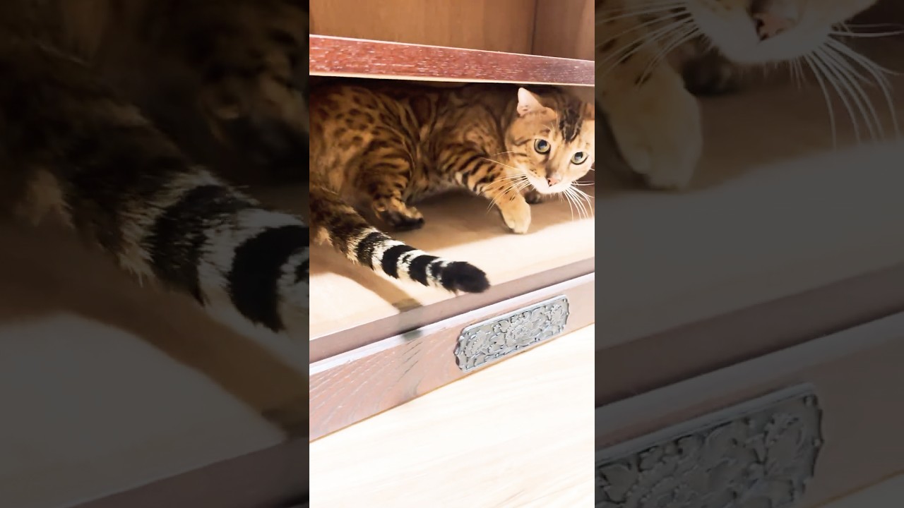 好奇心が旺盛すぎるベンガル猫が新しい家具を徹底調査！