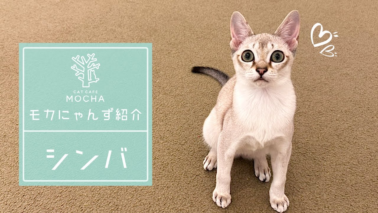 シンバ（シンガプーラ♂）イオンレイクタウン店