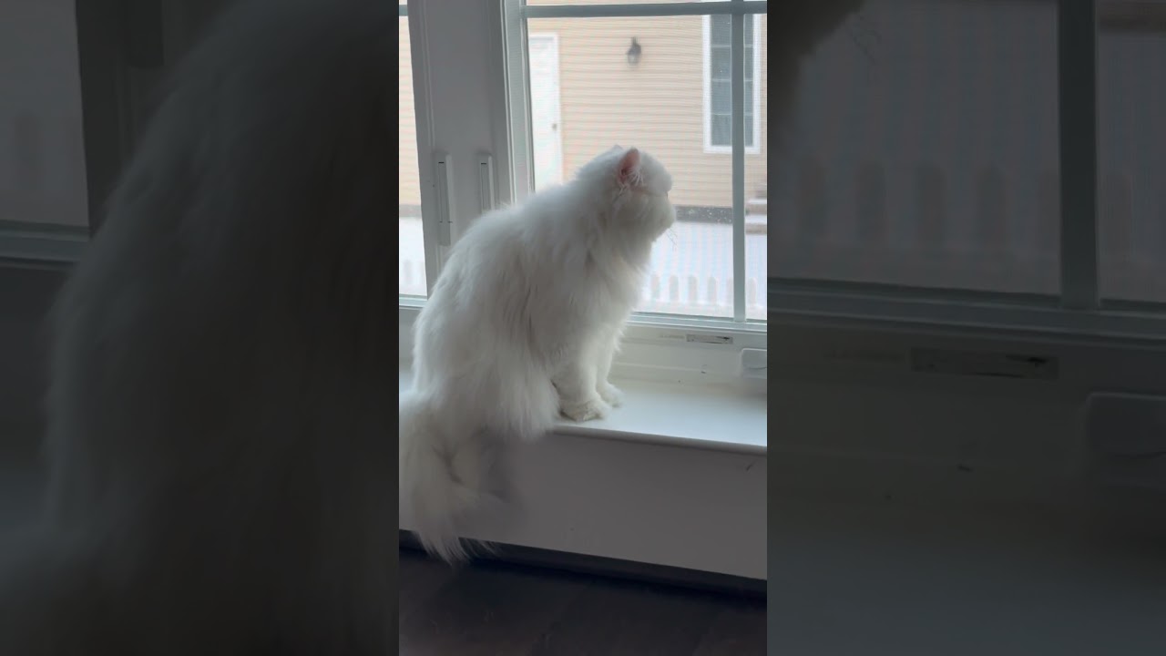 Happy the cat admiring the snow.