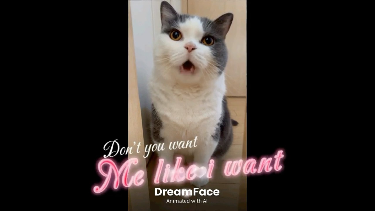 【まるの日常】歌う猫がおもしろ可愛い#cat #ブリテッシュショートヘアー #猫動画 #shortsfunny#dreamface #apt#singingcat