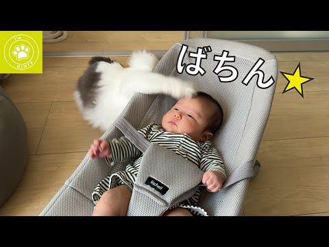 先住猫からの洗礼（殴られてますが大丈夫です🌱）