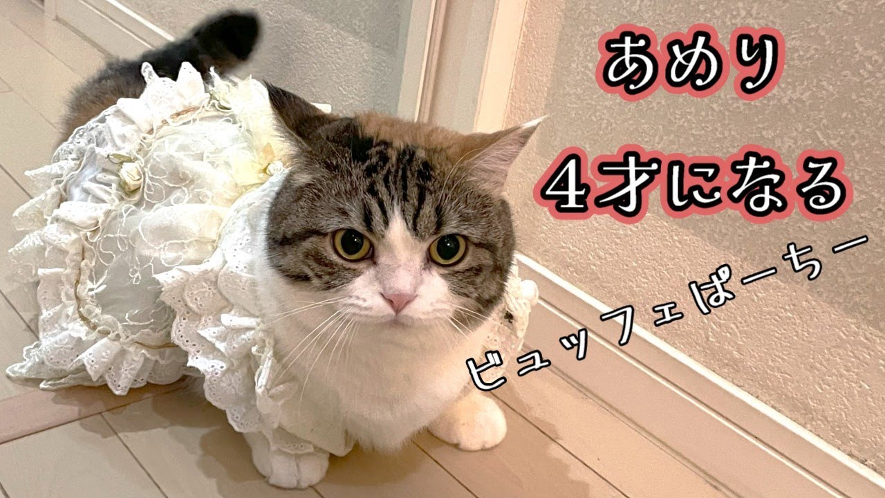 三毛猫マンチカンあめり４歳のお誕生日 よくしゃべりよく食べる