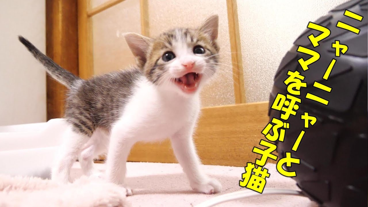 ママが居なくて寂しいよと鳴く子猫たちがしぶしぶおじの元に集結する？【赤ちゃん猫　保護猫】