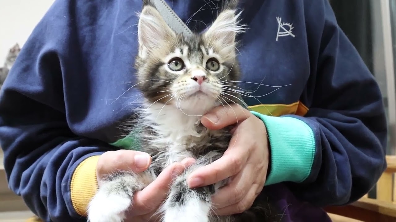 メインクーン子猫あざみちゃんお渡し