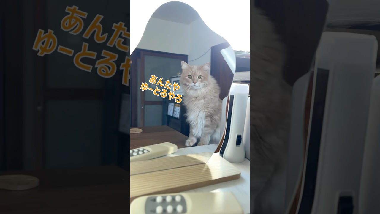 鏡よ鏡…なんで関西弁？【サイベリアン・こしあん】 #shorts #サイベリアン #猫 #ネタ動画