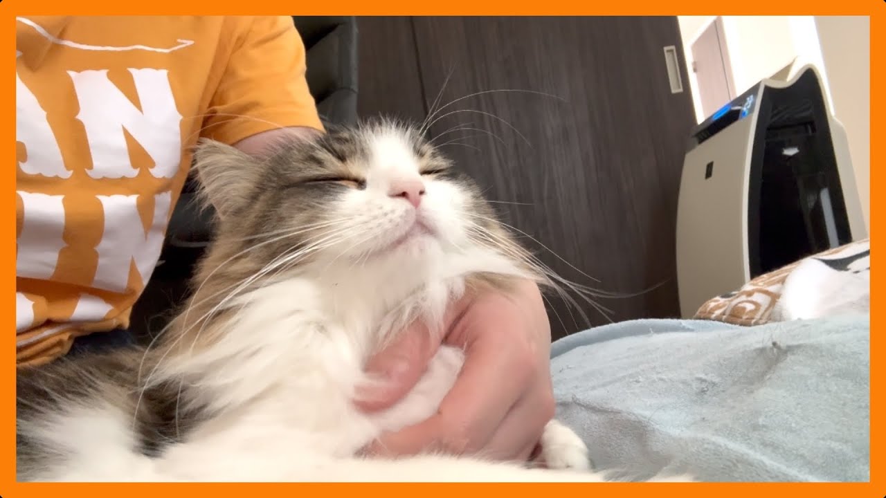猫と暮らす日常 #4 〜ゴロゴロ鳴らす甘えん坊猫〜