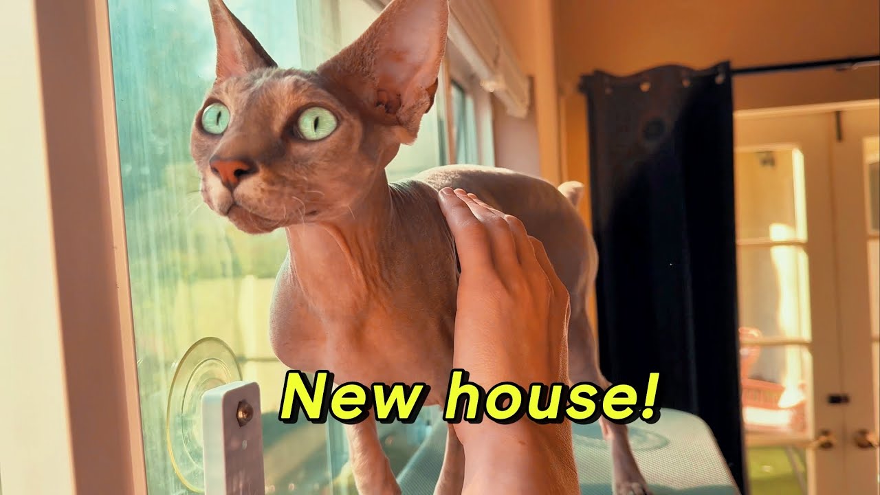 Cute Sphynx Cats Vlog (๑•͈ᴗ•͈) New House!