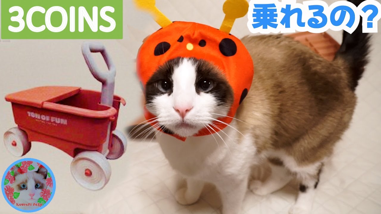 【3COINS】てんとう虫を被った猫は子供用玩具のワゴンに乗れるのでしょうか？