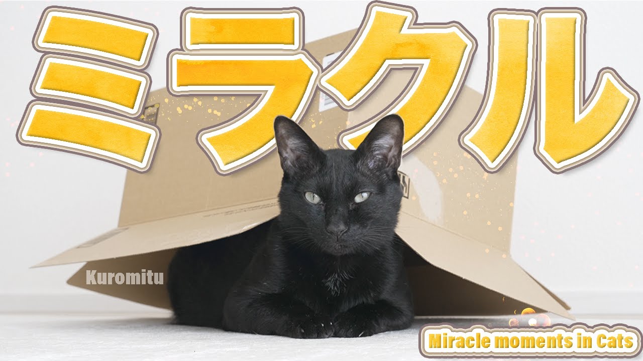 ミラクル猫