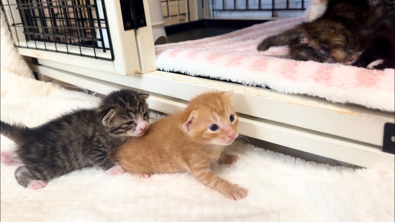 生後14日 遊び終えてケージに戻してもらうのを待つ赤ちゃん猫【ラプ保護物語#20】A baby cats waits its turn to be returned to its cage.子猫