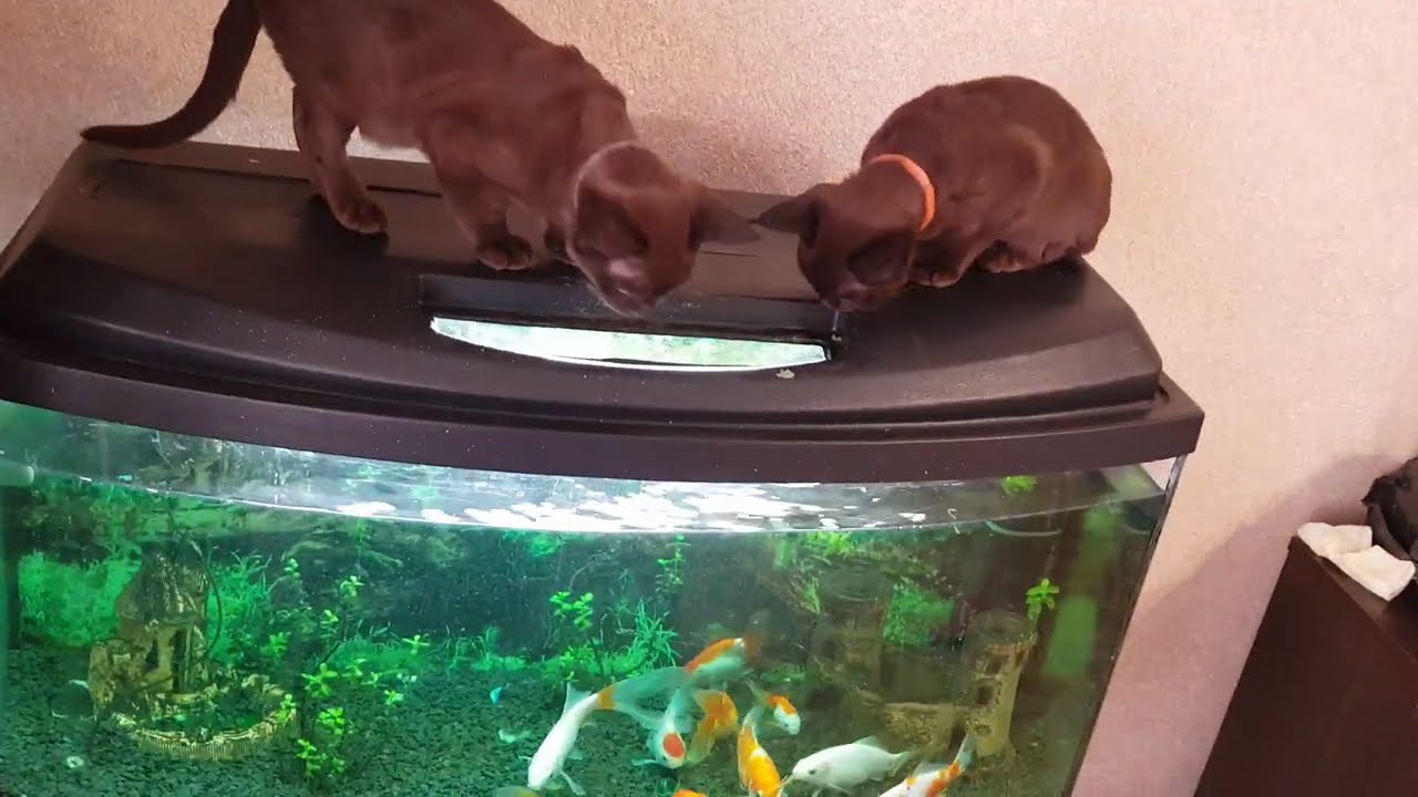 Do you think they can catch fish?