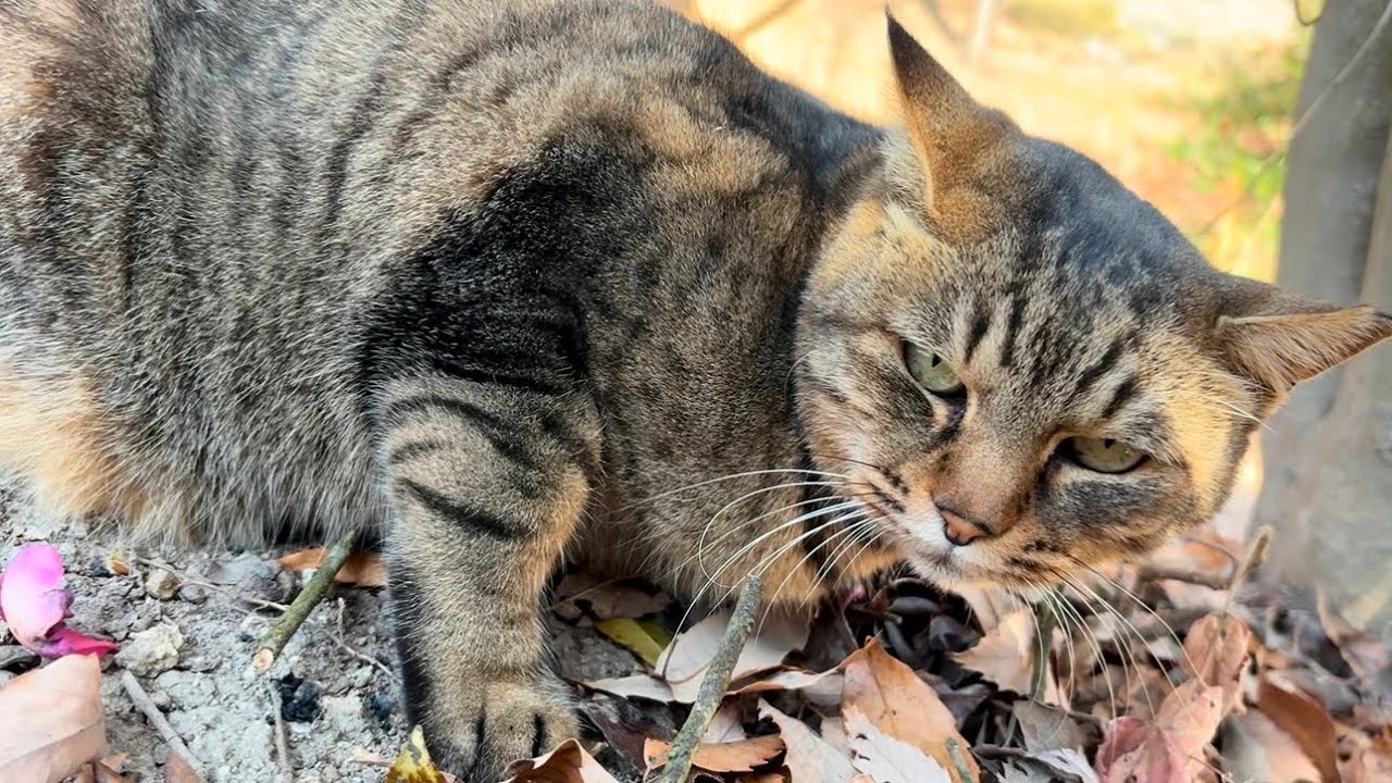 いつも誘ってくれる女子キジ猫ちゃんを二人きり散歩に連れ出す