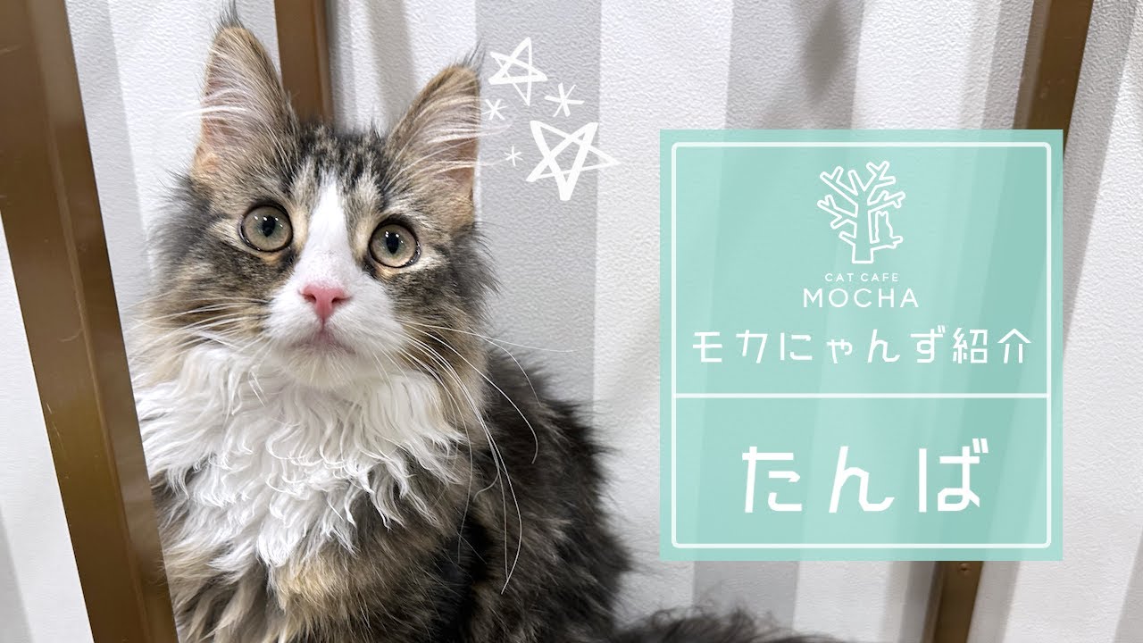 たんば（サイベリアン♂）アルシェ大宮店