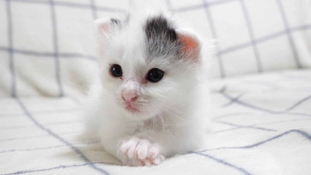 ３分間で子猫の限界が突然やって来てしまう。【赤ちゃん猫　保護猫】