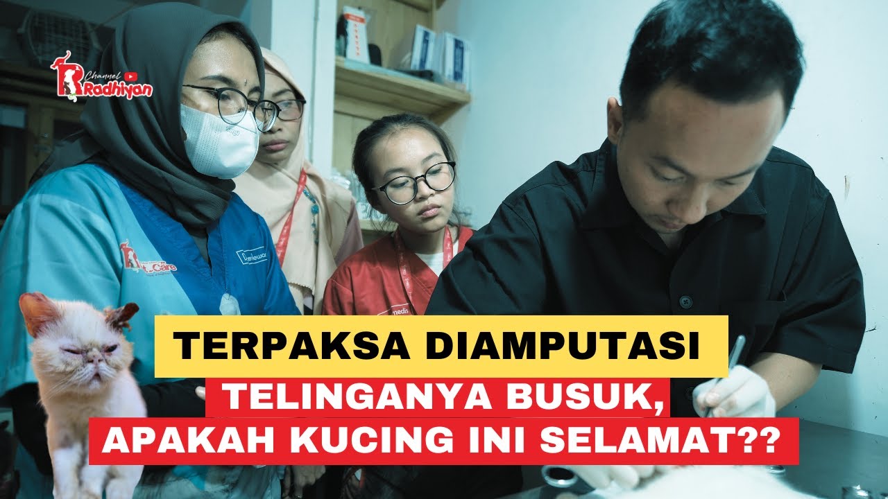 TERPAKSA DIAMPUTASI, TELINGANYA BUSUK! APAKAH KUCING INI SELAMAT??