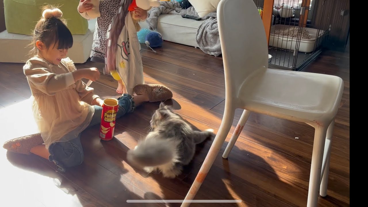 飛び出すおもちゃのドッキリを仕掛けられる猫　サイベリアン