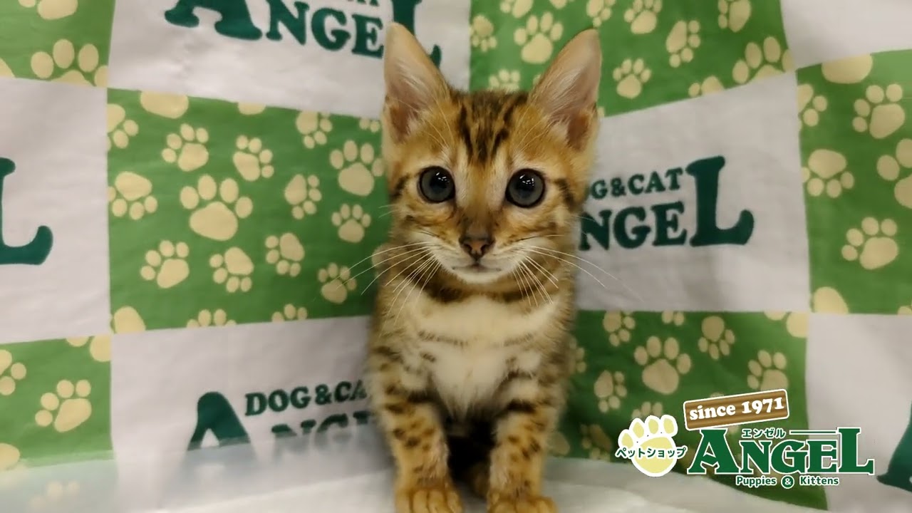 ベンガル 2501098 【ペットショップエンゼル　子犬・子猫販売】