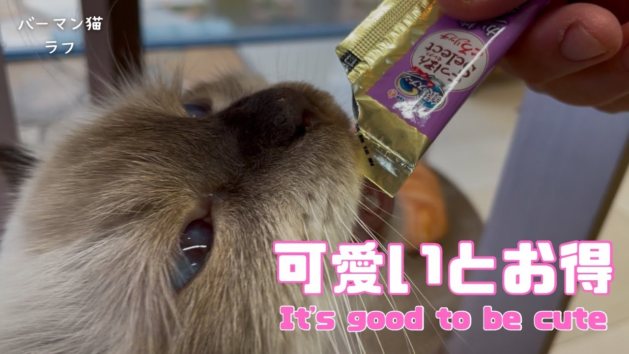 バーマン猫ラフ【可愛いとお得】It's good to be cute（バーマン猫）Birman/Cat