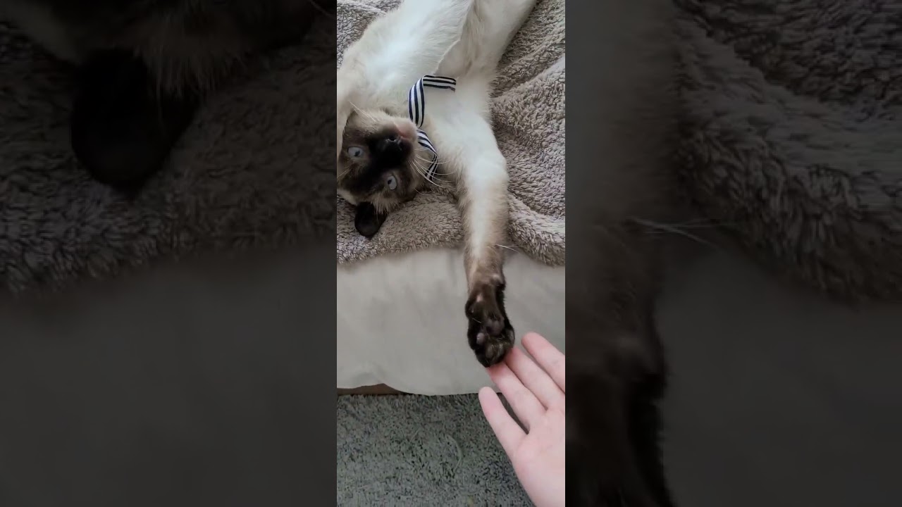 寝相が可愛すぎたシャム猫 #シャム猫ひおろ #cat