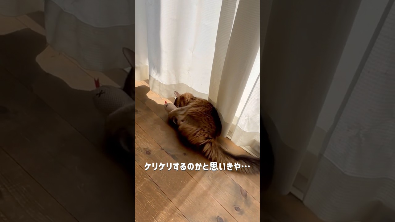 お気に入りのツチノコさんで遊ぶ猫【コタ】 #猫 #cat  #ソマリ