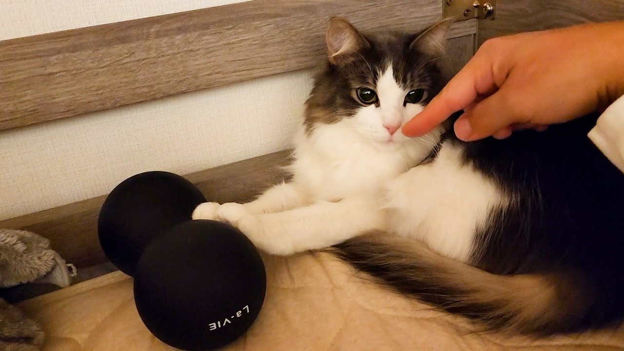 飼い主のベッドを自分の寝床にしようとするツンデレなノルウェージャン