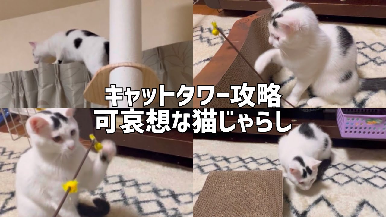 猫じゃらしの末路が可哀想すぎてワロタwww遂にミルクがキャットタワー降りれた。＃cat＃ねこ＃保護猫