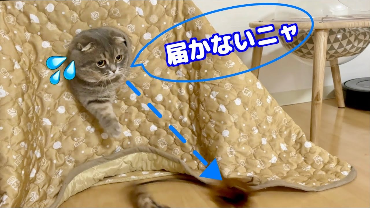 獲物を狙うも手が短すぎて届かないマンチカンが可愛すぎた