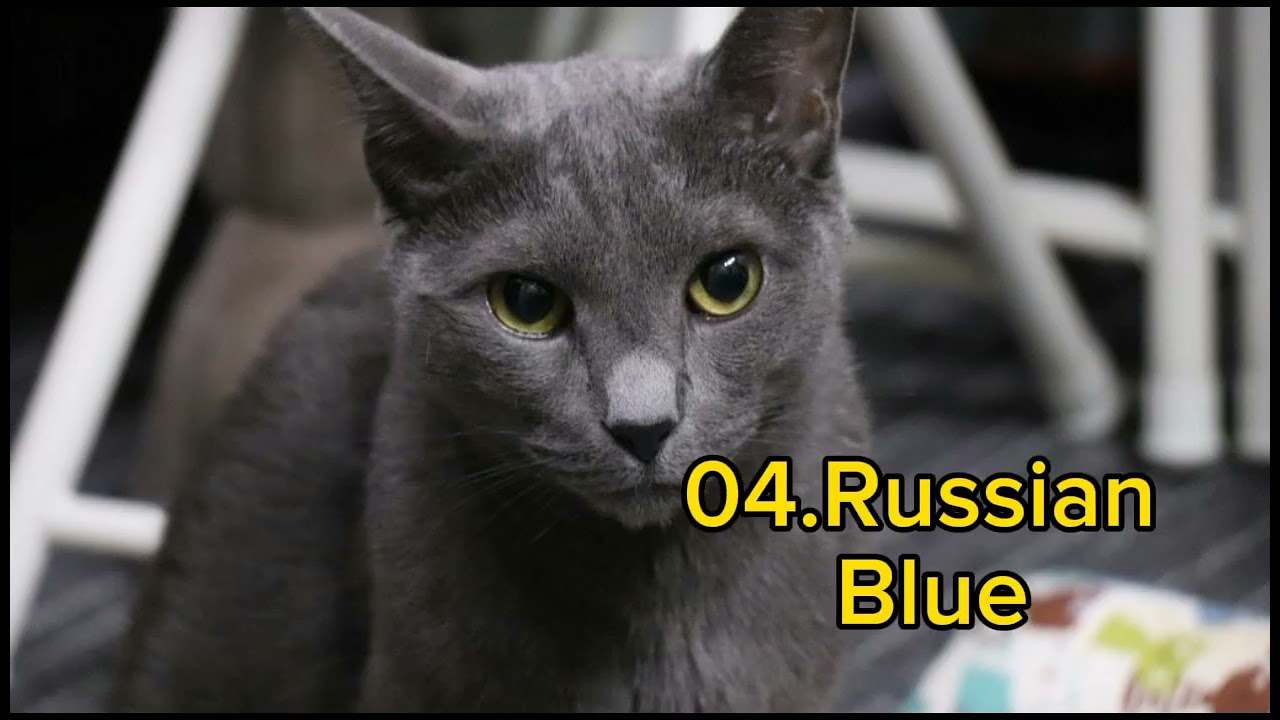 日本の猫の品種トップ10 Top 10 Cat breeds in Japan #cat #catbreed #catbreeds #catvideos