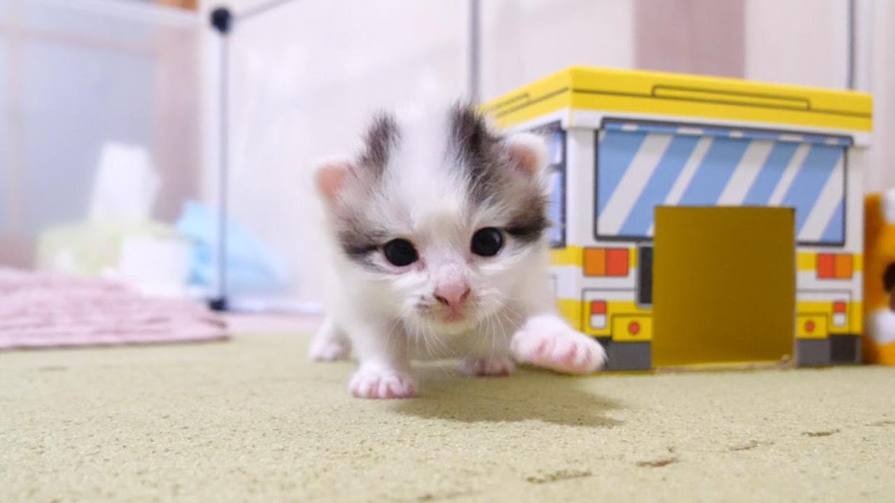 ヨチヨチ歩きの子猫が広くなったお部屋を歩き回った結果、歩き疲れて眠りにつく【赤ちゃん猫　保護猫】