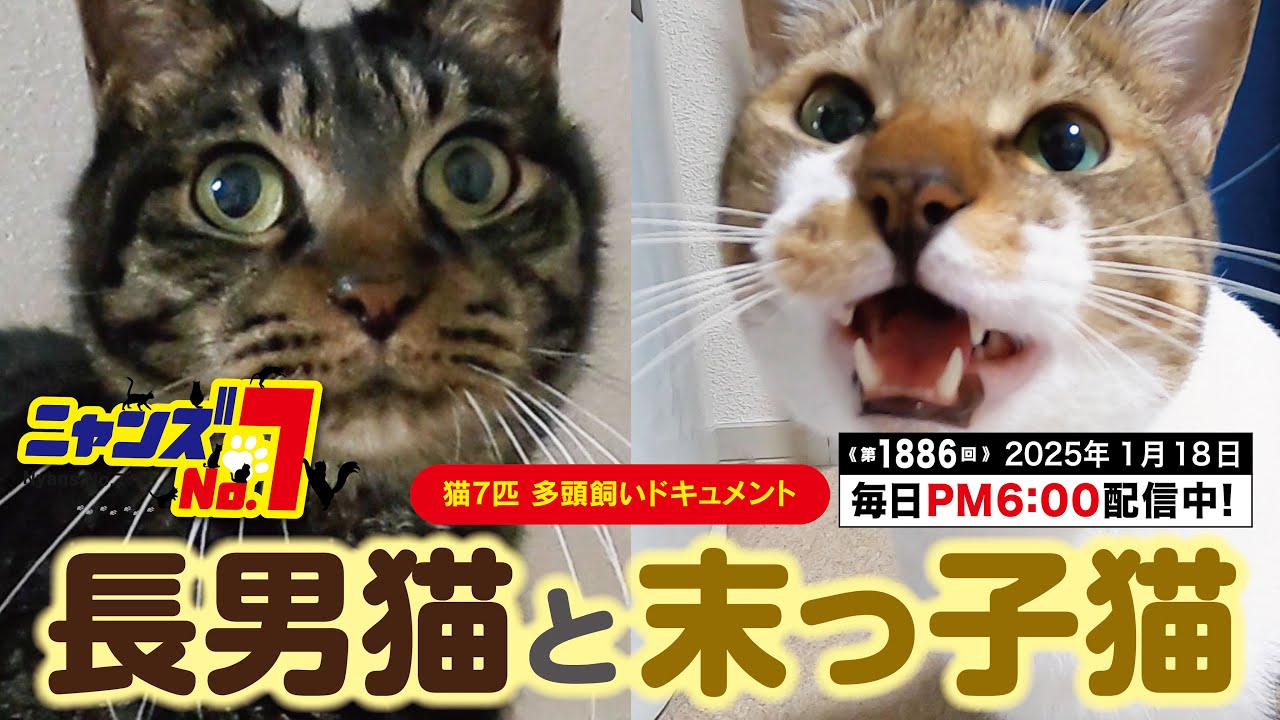 《第1886回》長男猫と末っ子猫