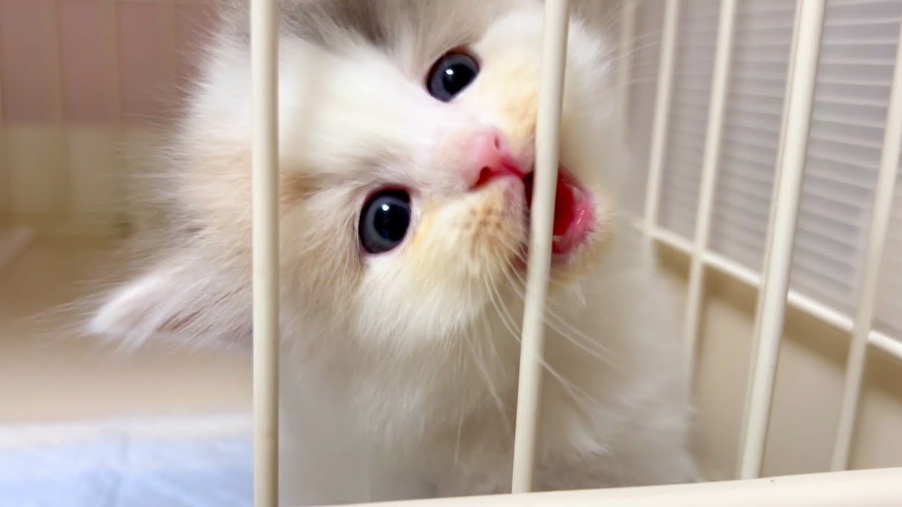 【マンチカンの子猫】綺麗な子猫が定置でムシャムシャしてるのを眺めてる件 ～猫のいる生活Vol.1072～出産動画 マンチカン短足・ミヌエット・ペルシャ猫専門ブリーダー『ペット蔵人』【子猫の成長記録】