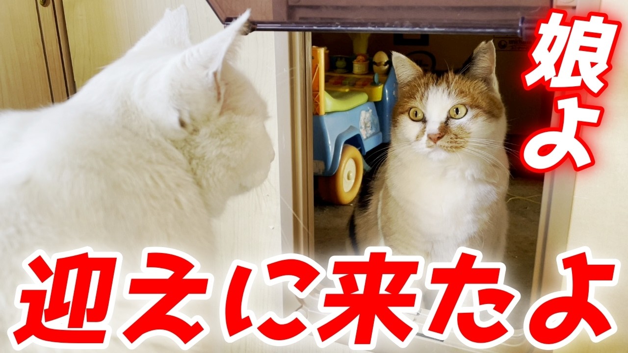 暖房付きの三毛猫家族のお家にいた娘猫を母親猫が迎えに来た…笑[三毛母猫と子猫]