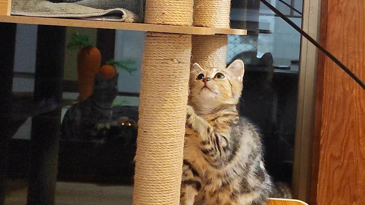 キャットタワーを登ろうと何度も何度も挑戦する子猫の姿に癒されます。