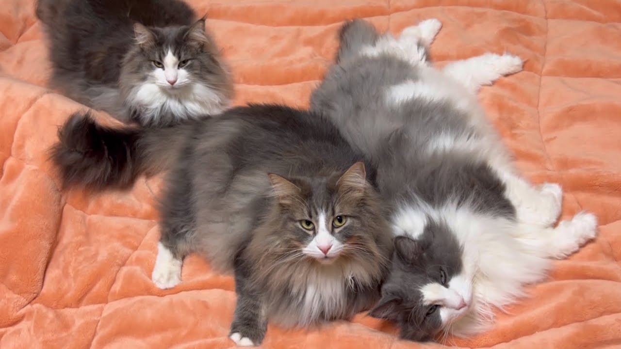 【癒し✨】ごろんして、遊んで、今日もまったり過ごすもふ猫たち♡ノルウェージャンフォレストキャットとターキッシュアンゴラ