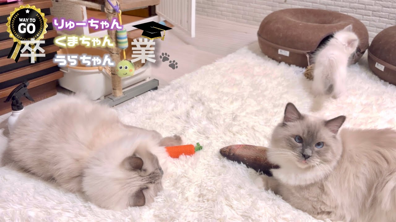 【猫】お正月から卒業までの皆ニャさん @ラグドール ＆ マンチカン ＊テロップ無し垂れ流し動画