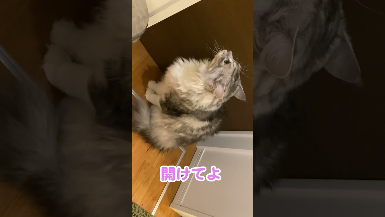 お風呂が嫌で逃げ出したい大型猫#メインクーン#shorts