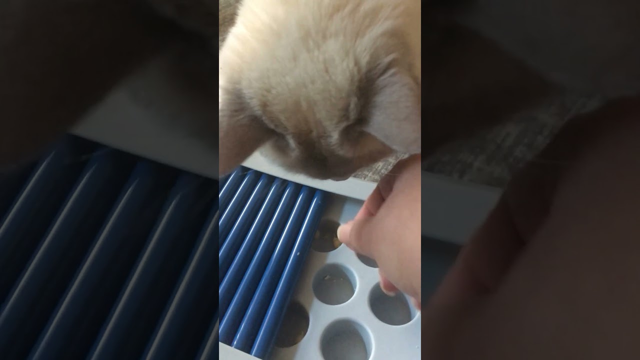 Tonkinese Cats Test a Food Puzzle - Frustration 10 of 10 (info)
