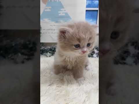 スコティッシュフォールド 甘えん坊さんでお探しならこの子！？ クリームタビー