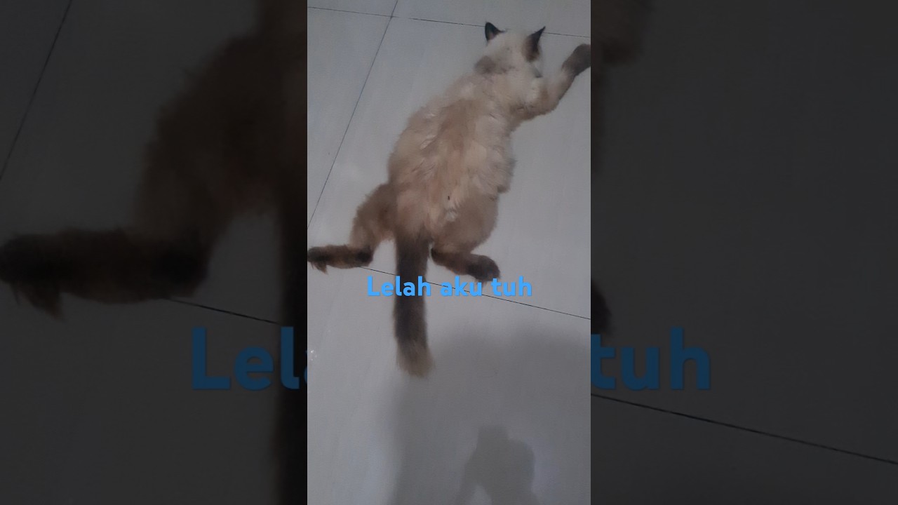 Kucing lucu #cat #gemoycats #cuteanimal #kucinggemoi #blue