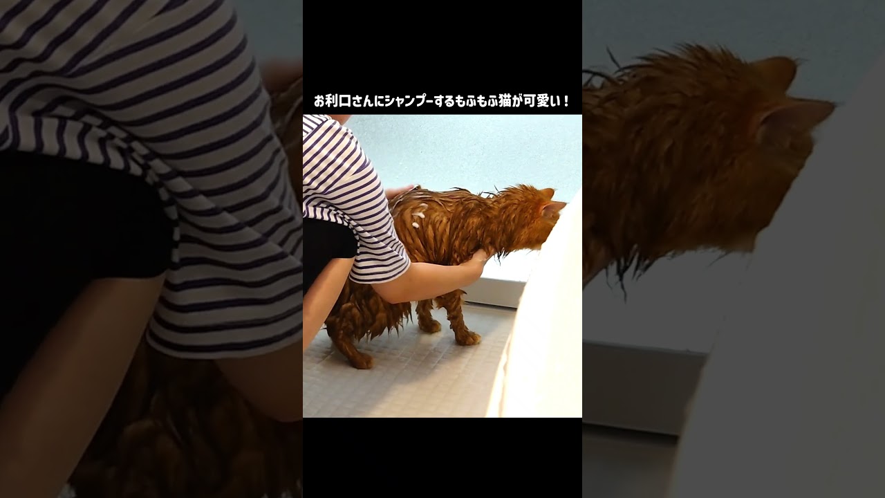 お利口さんにシャンプーするもふもふ猫が可愛い！【サイベリアンの風（ふう）】#shorts #猫のいる暮らし  #お風呂 #サイベリアン