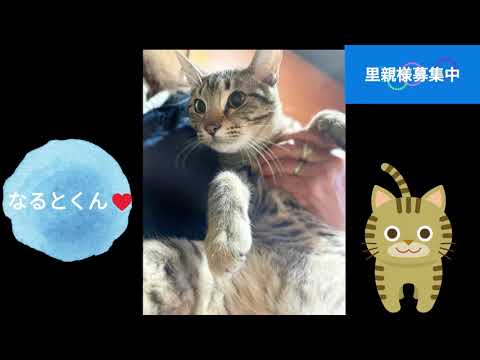 【里親募集】なると 3歳♂ キジトラ　猫
