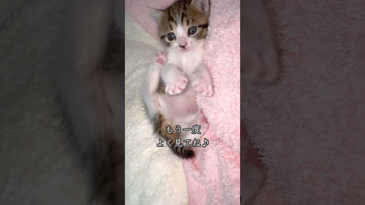 完璧で美しいこちょこちょパーを見せる保護子猫 #shorts  #子猫保護 #子猫動画