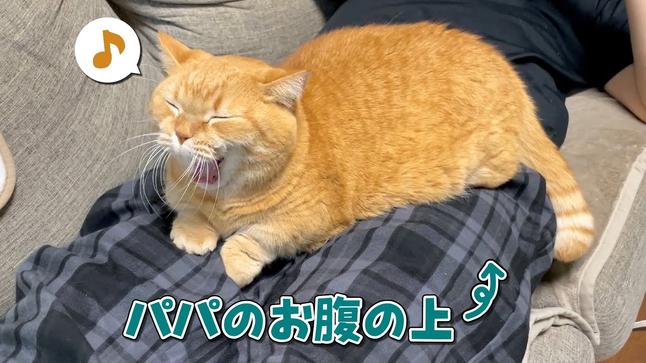 とんでもない場所をベッドにしてしまった甘えん坊猫の結末がこちら…！