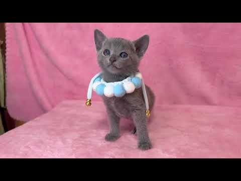 ロシアンブルー ブルーリボンちゃん❤　ブルー（短毛）の女の子❤【💡生後10ヶ月まで生命保証付き】【お土産付き🎁】