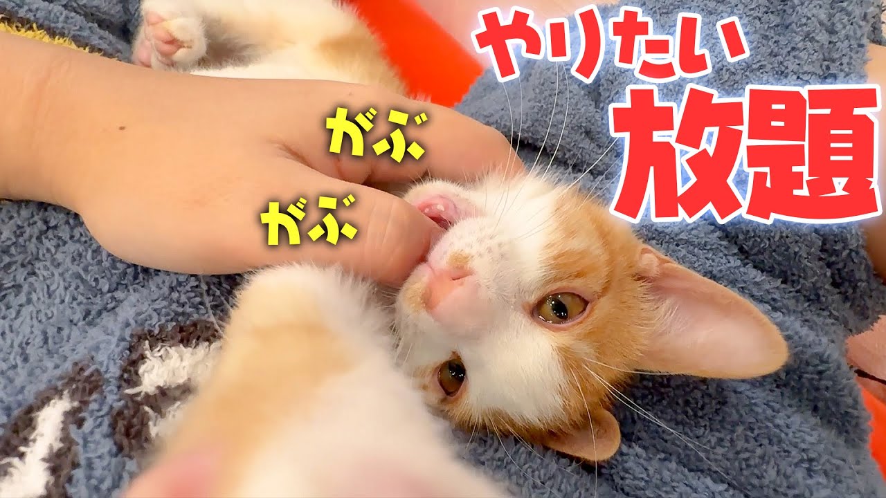 眠たくなっちゃってやりたい放題に飼い主に甘える子猫が可愛すぎました…
