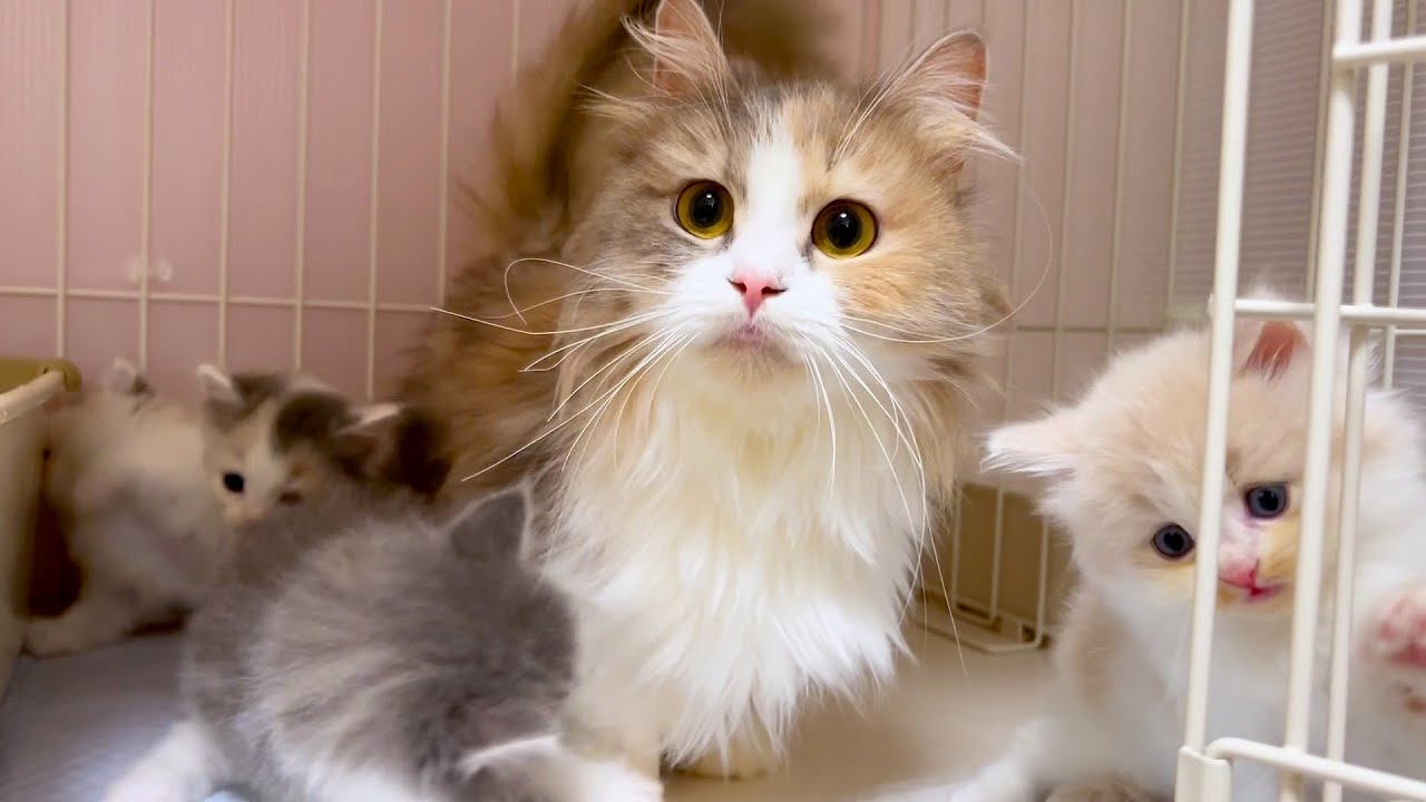 【マンチカンの子猫】子猫よりママ猫ちゃんを撫で撫でしてしまう件 ～猫のいる生活Vol.1073～出産動画 マンチカン短足・ミヌエット・ペルシャ猫専門ブリーダー『ペット蔵人』【子猫の成長記録】